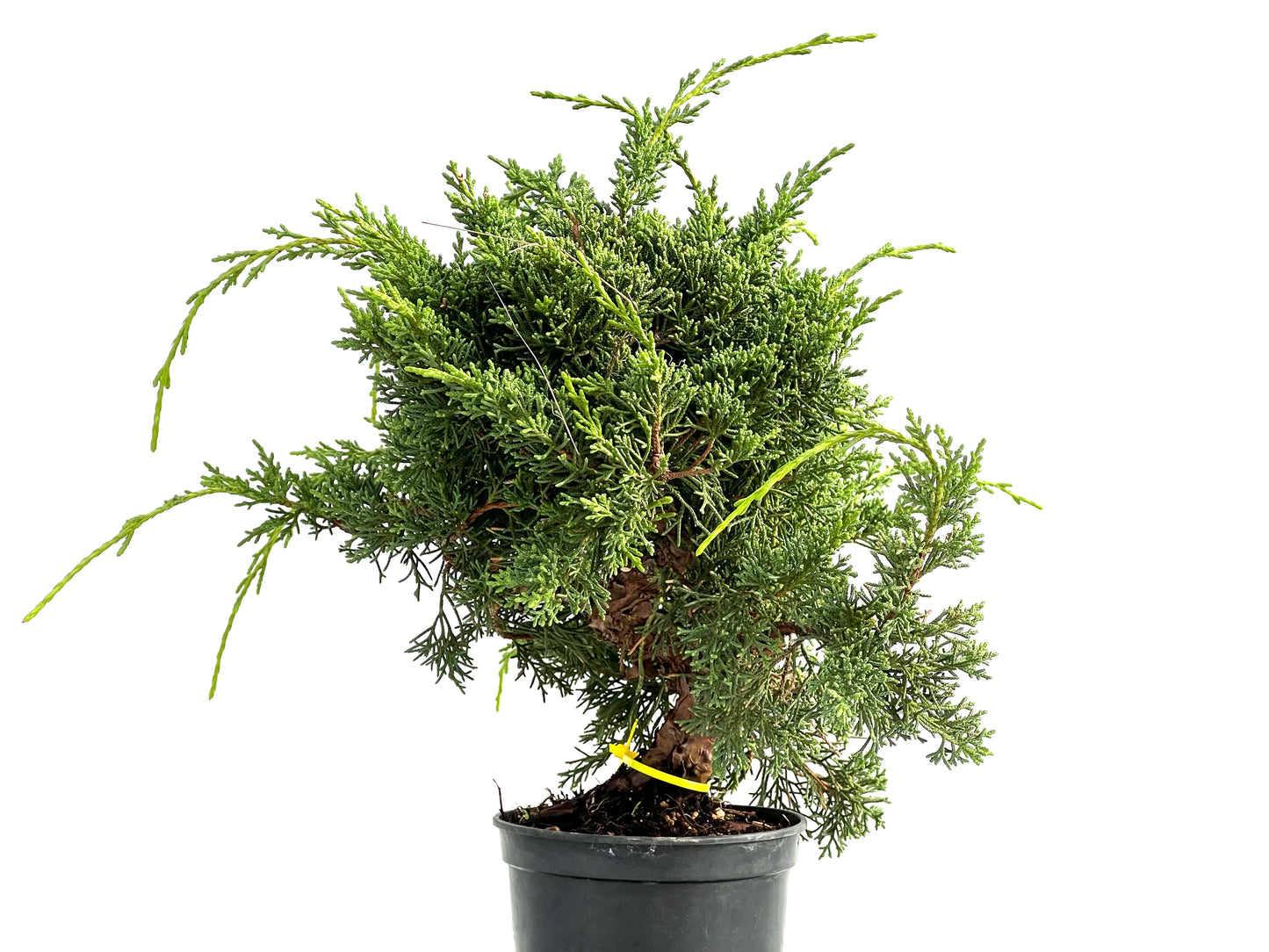 Juniperus Chinensis Kyushu 2911