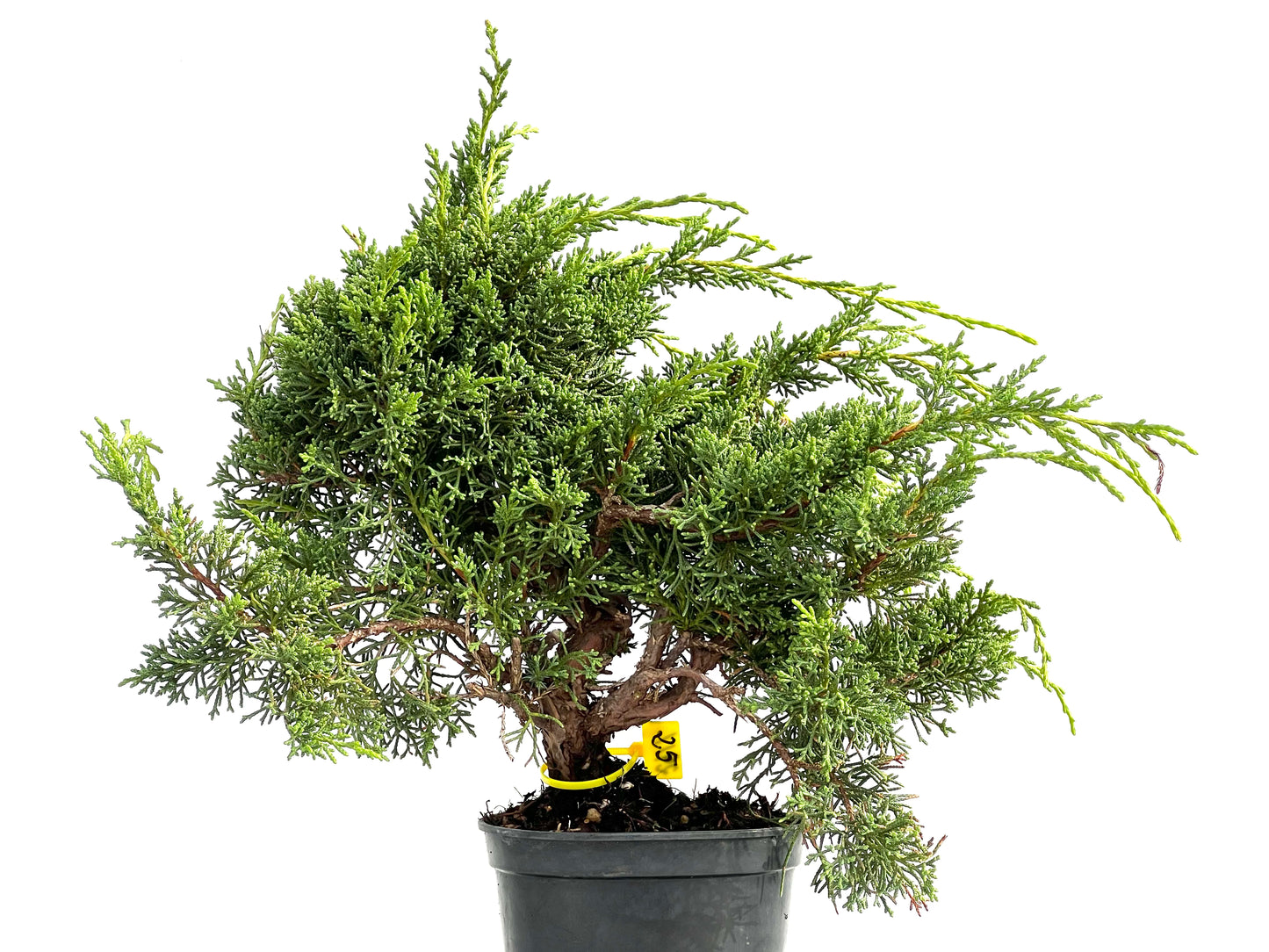 Juniperus Chinensis Kyushu 2911
