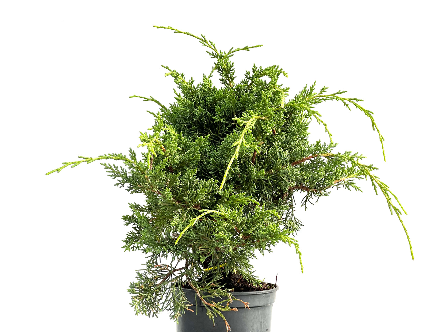Juniperus Chinensis Kyushu 2911
