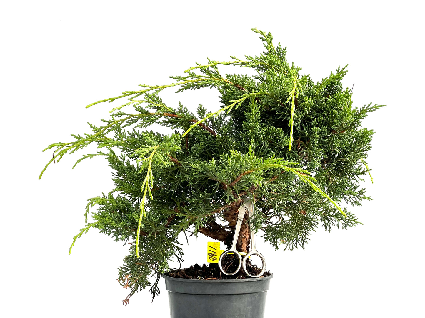 Juniperus Chinensis Kyushu 2911