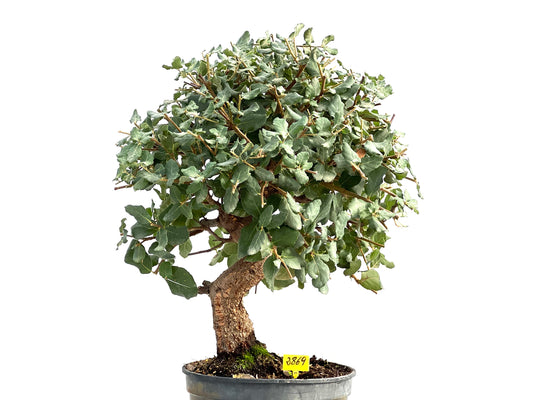 Quercus Suber 2869