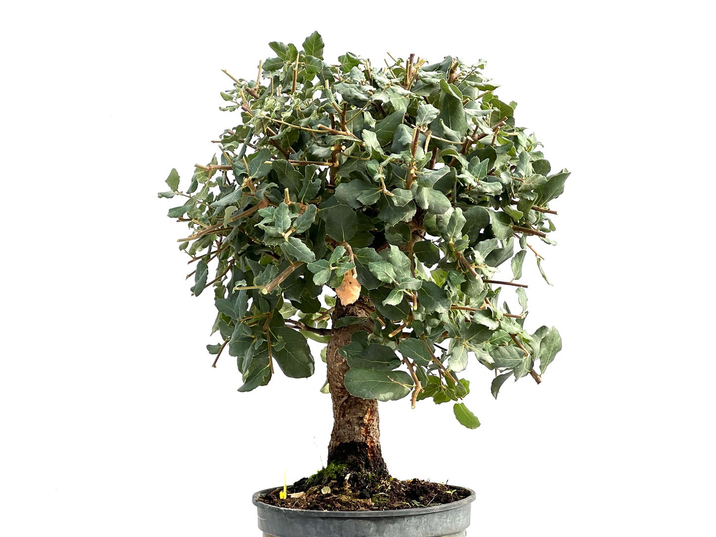 Quercus Suber 2869