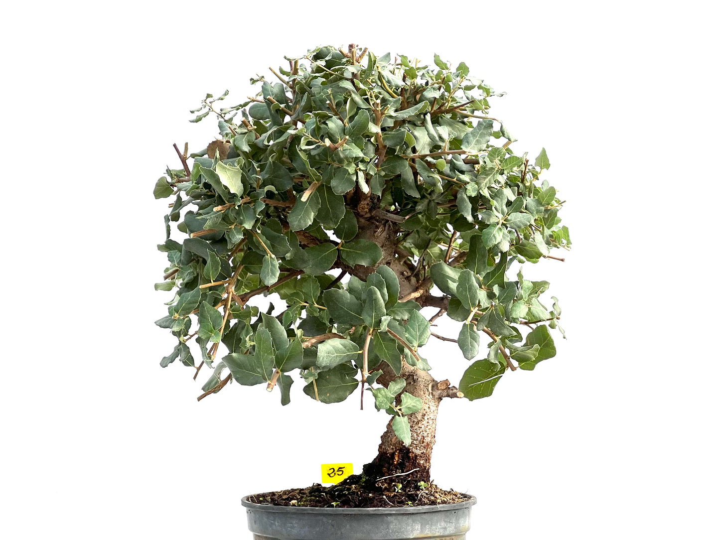 Quercus Suber 2869