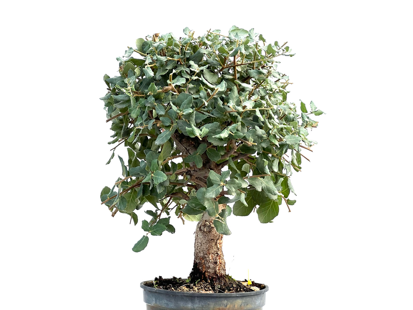 Quercus Suber 2869