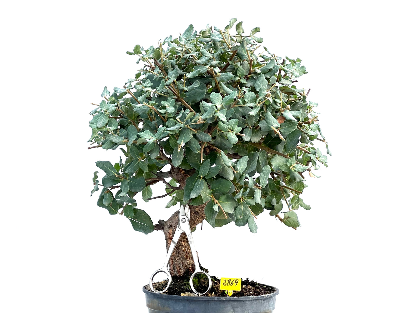 Quercus Suber 2869