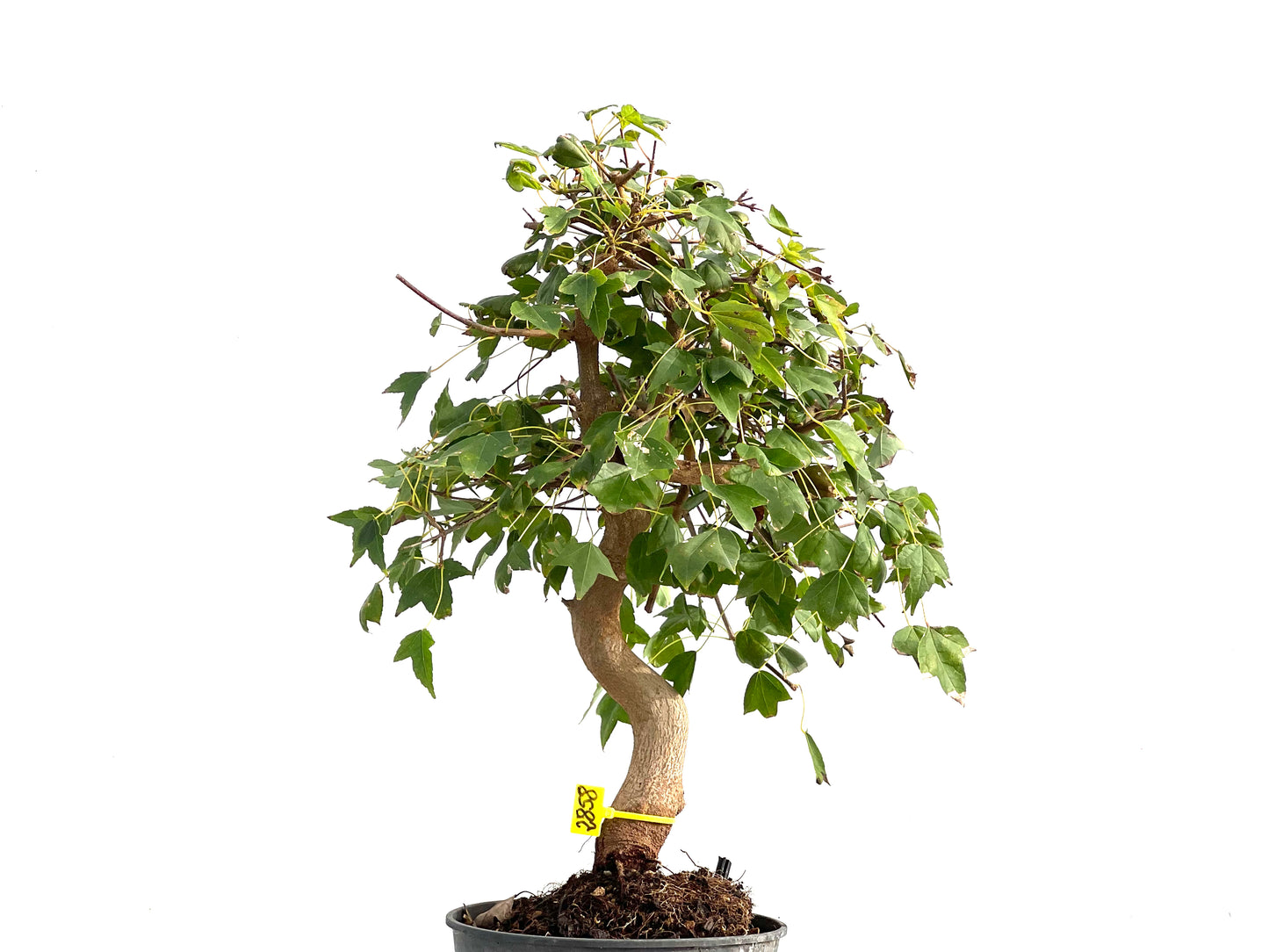 Acer Burgerianum 2858