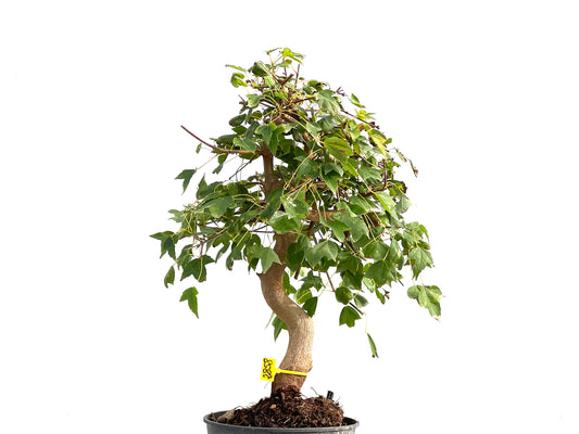 Acer Burgerianum 2858