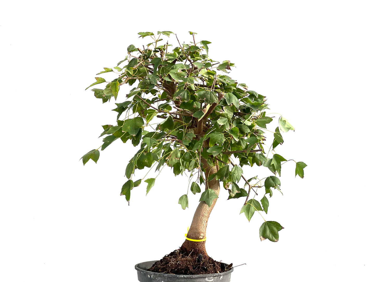 Acer Burgerianum 2858