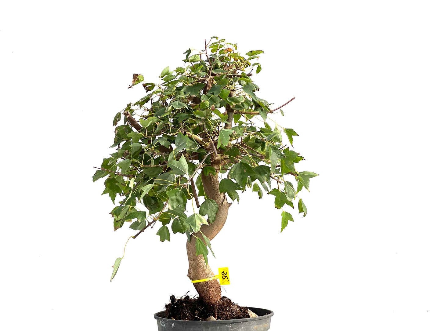 Acer Burgerianum 2858