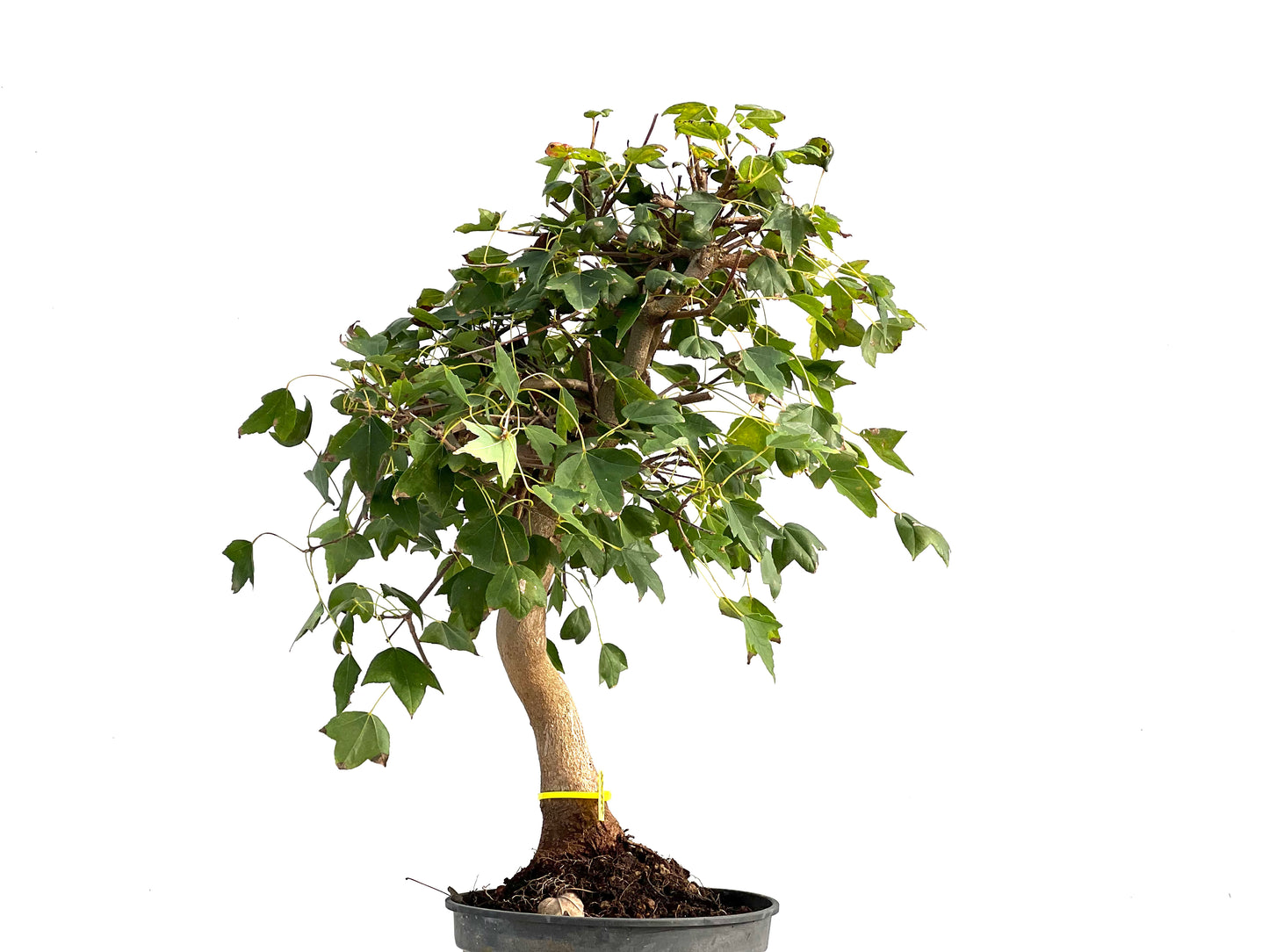 Acer Burgerianum 2858