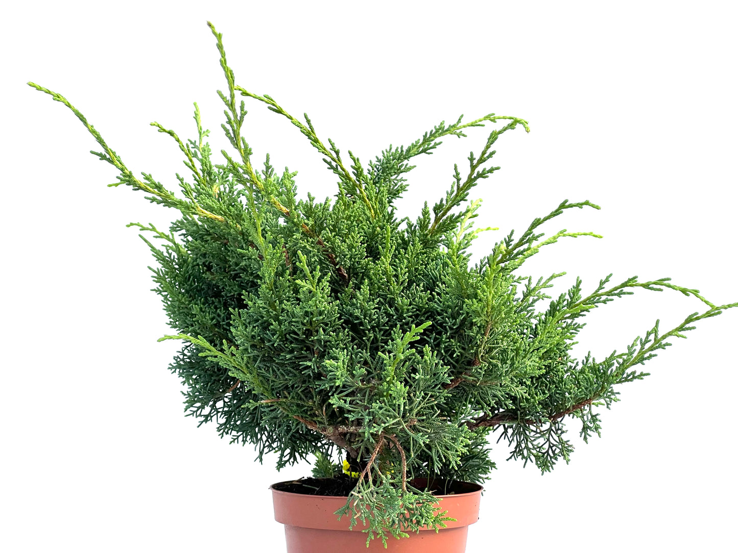Juniperus Chinensis Kyshu 2907