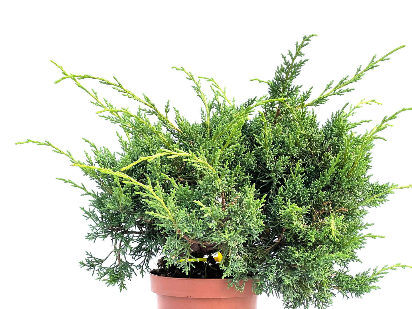 Juniperus Chinensis Kyshu 2907