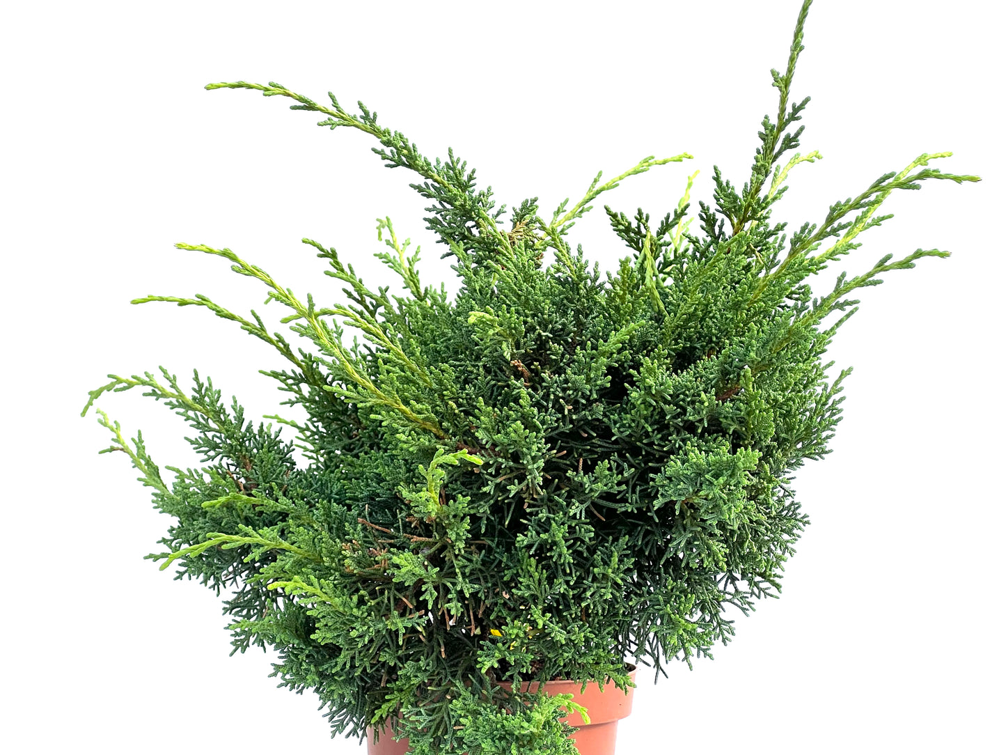 Juniperus Chinensis Kyshu 2907