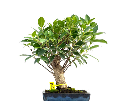 Ficus Tiger Bark 2932