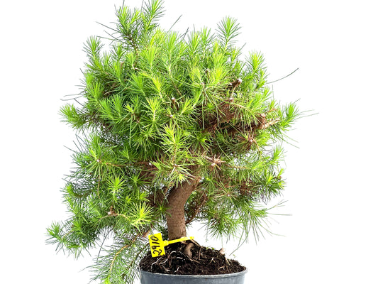 Pinus Halepensis 2910