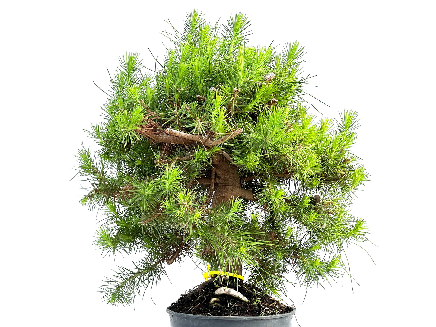 Pinus Halepensis 2910