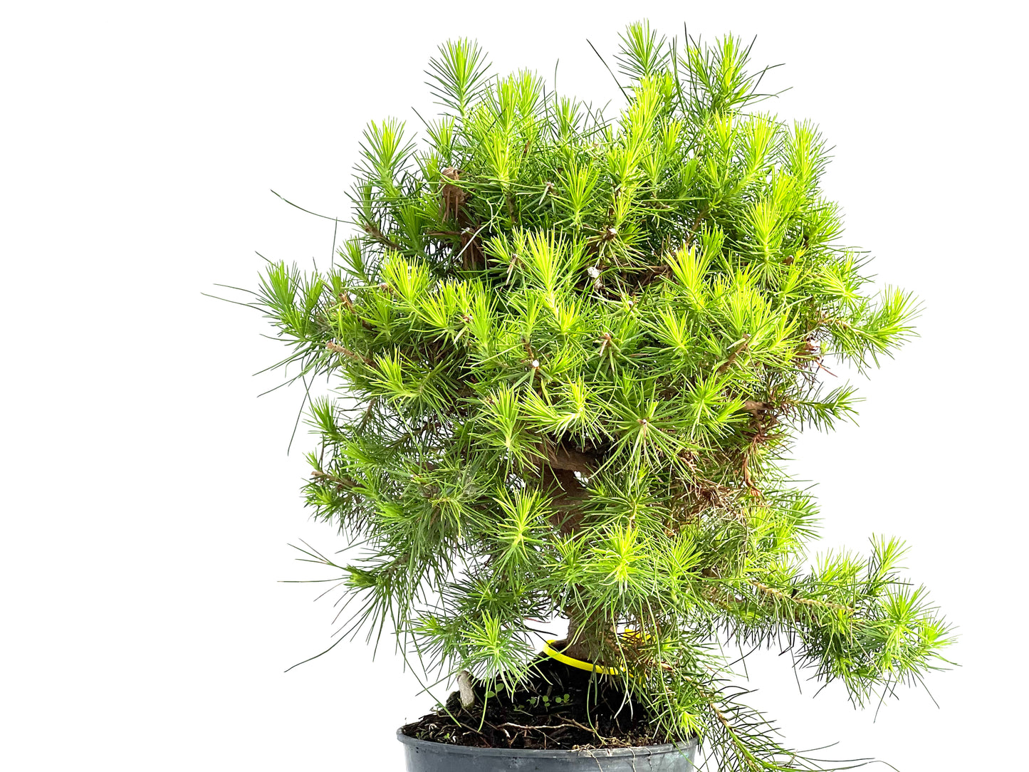 Pinus Halepensis 2910