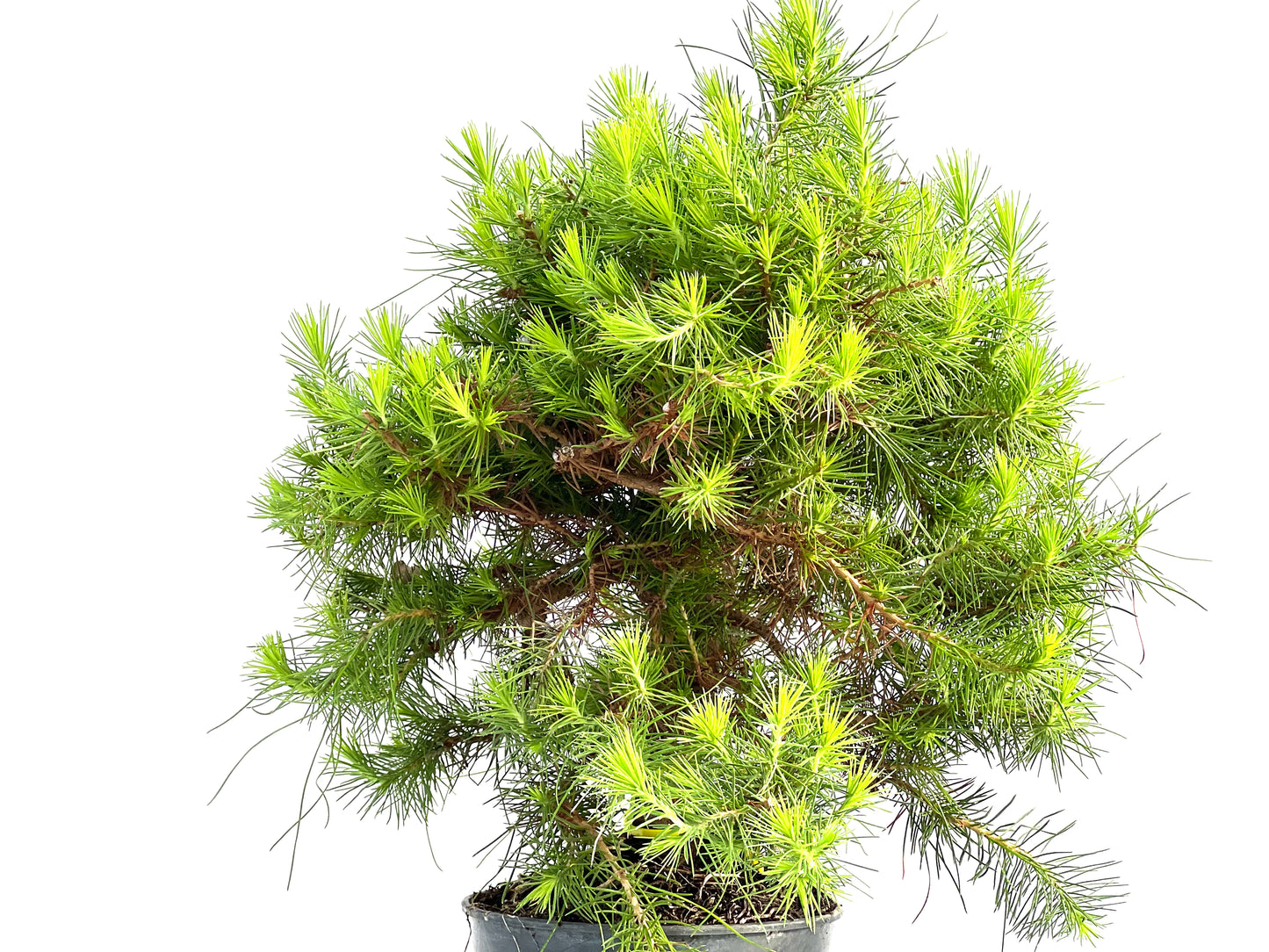 Pinus Halepensis 2910