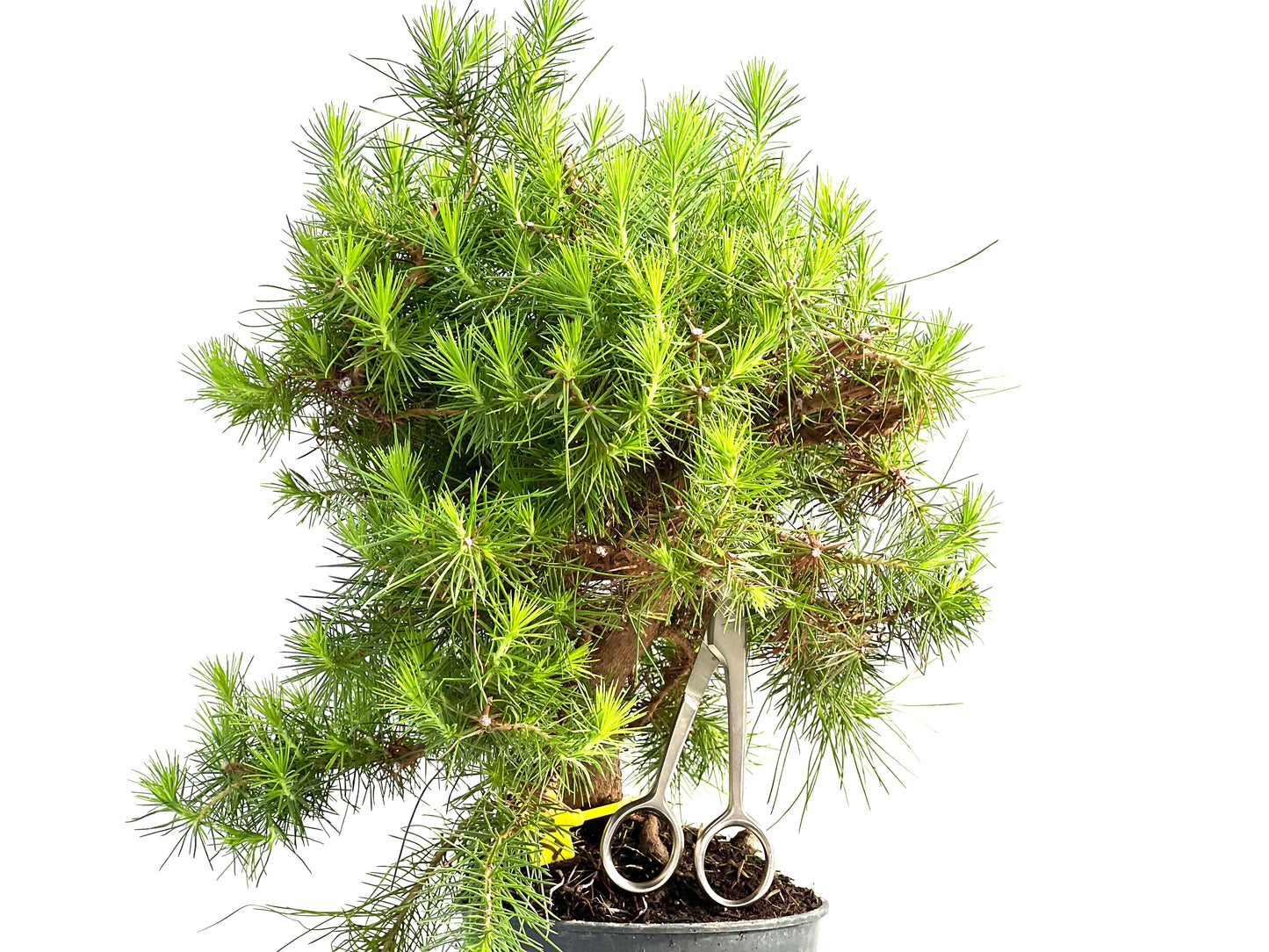 Pinus Halepensis 2910