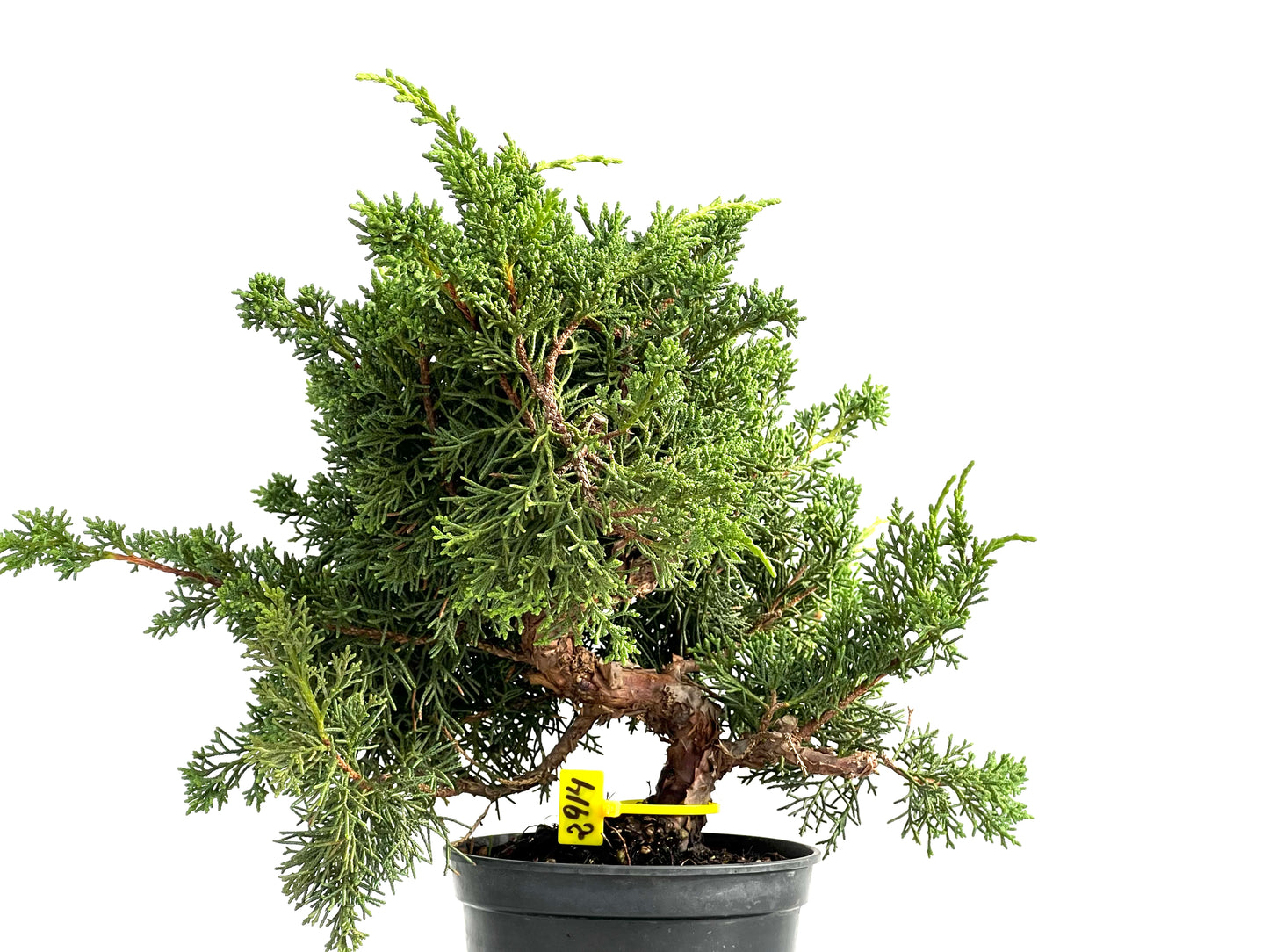 Juniperus Chinensis Kyushu 2914