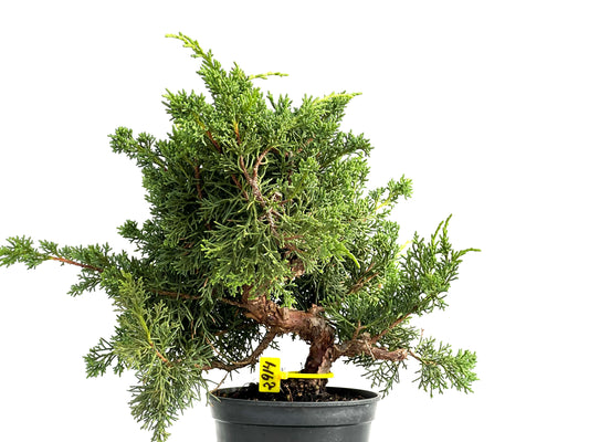 Juniperus Chinensis Kyushu 2914