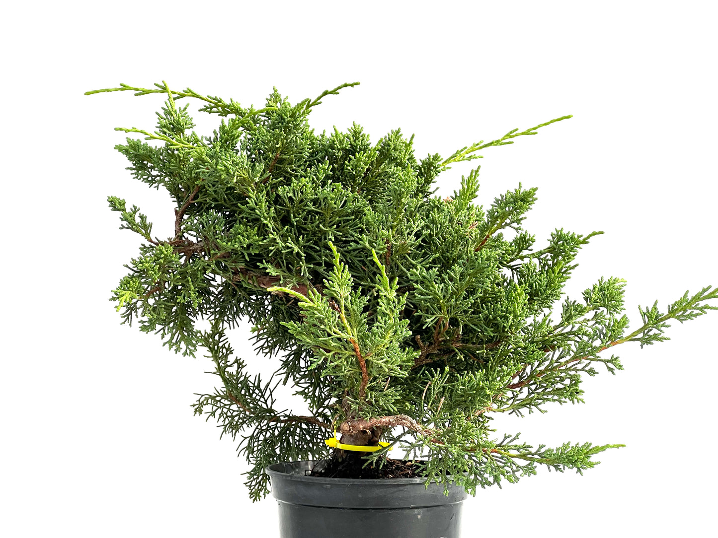 Juniperus Chinensis Kyushu 2914