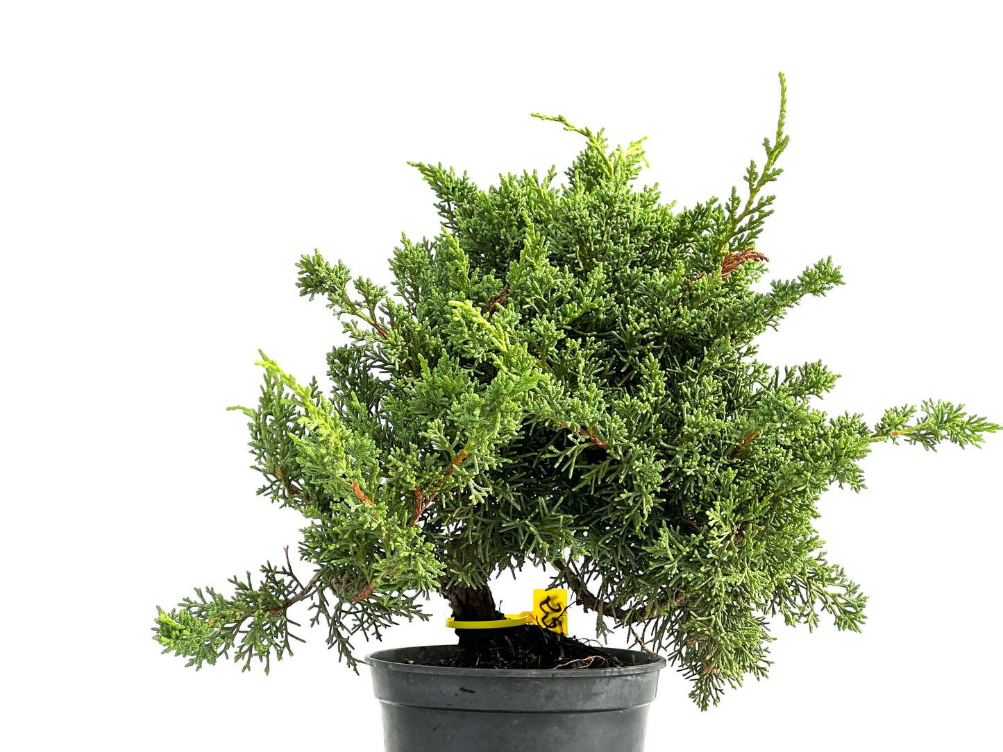 Juniperus Chinensis Kyushu 2914