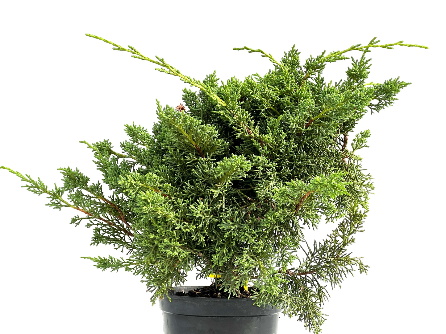 Juniperus Chinensis Kyushu 2914