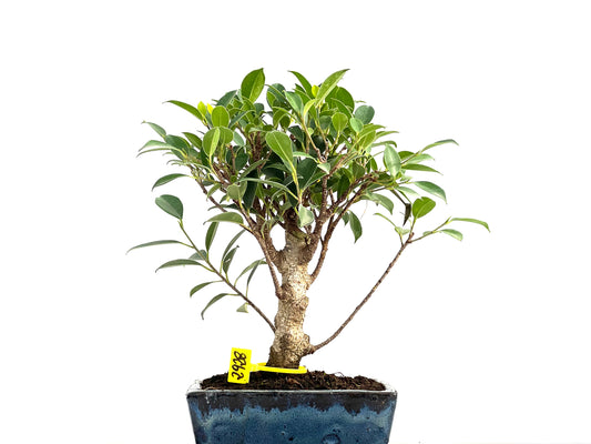 Ficus Tiger Bark 2928