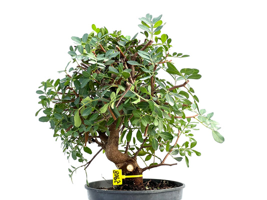 Pistacia Lentiscus 2908