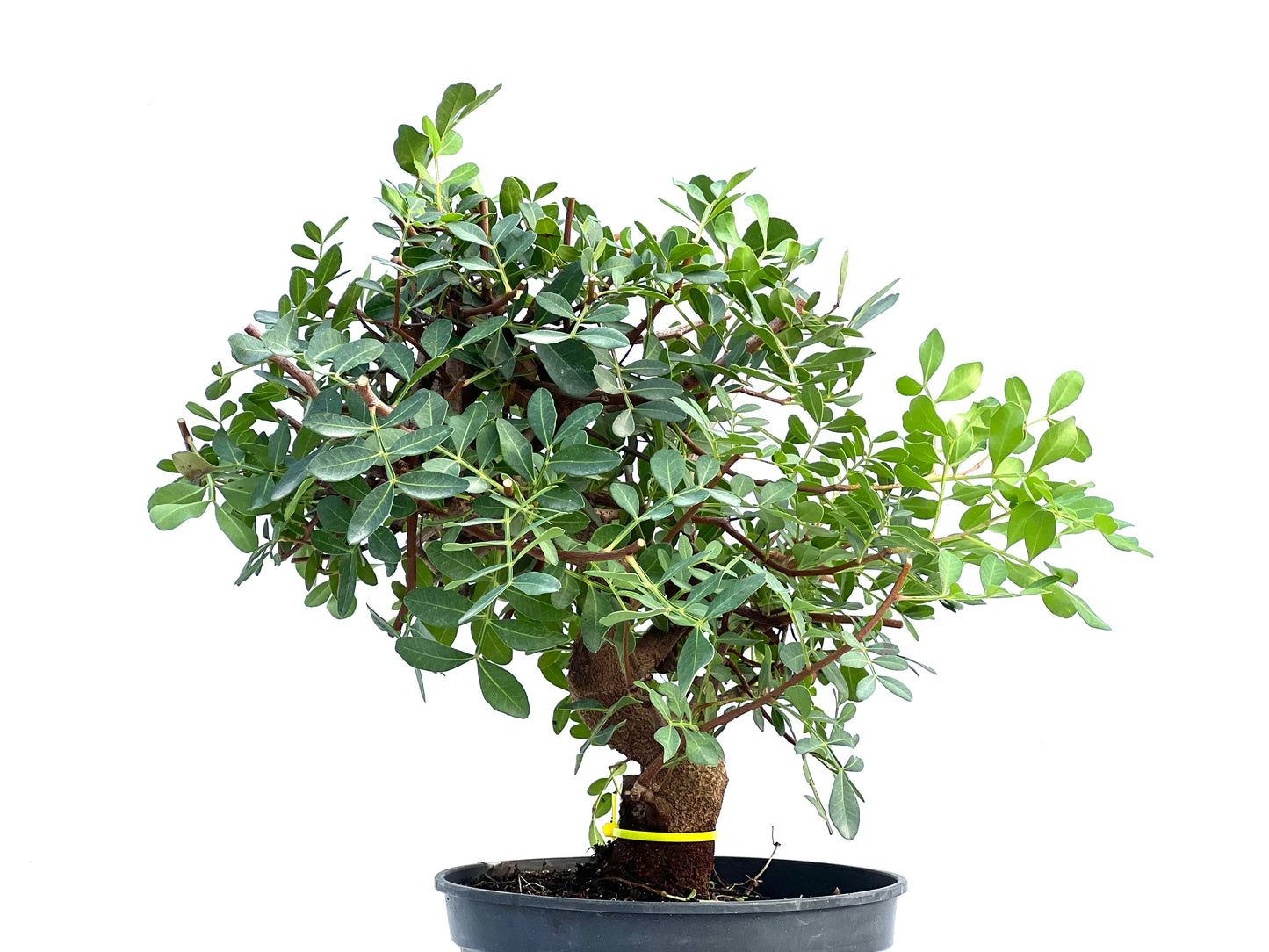 Pistacia Lentiscus 2908