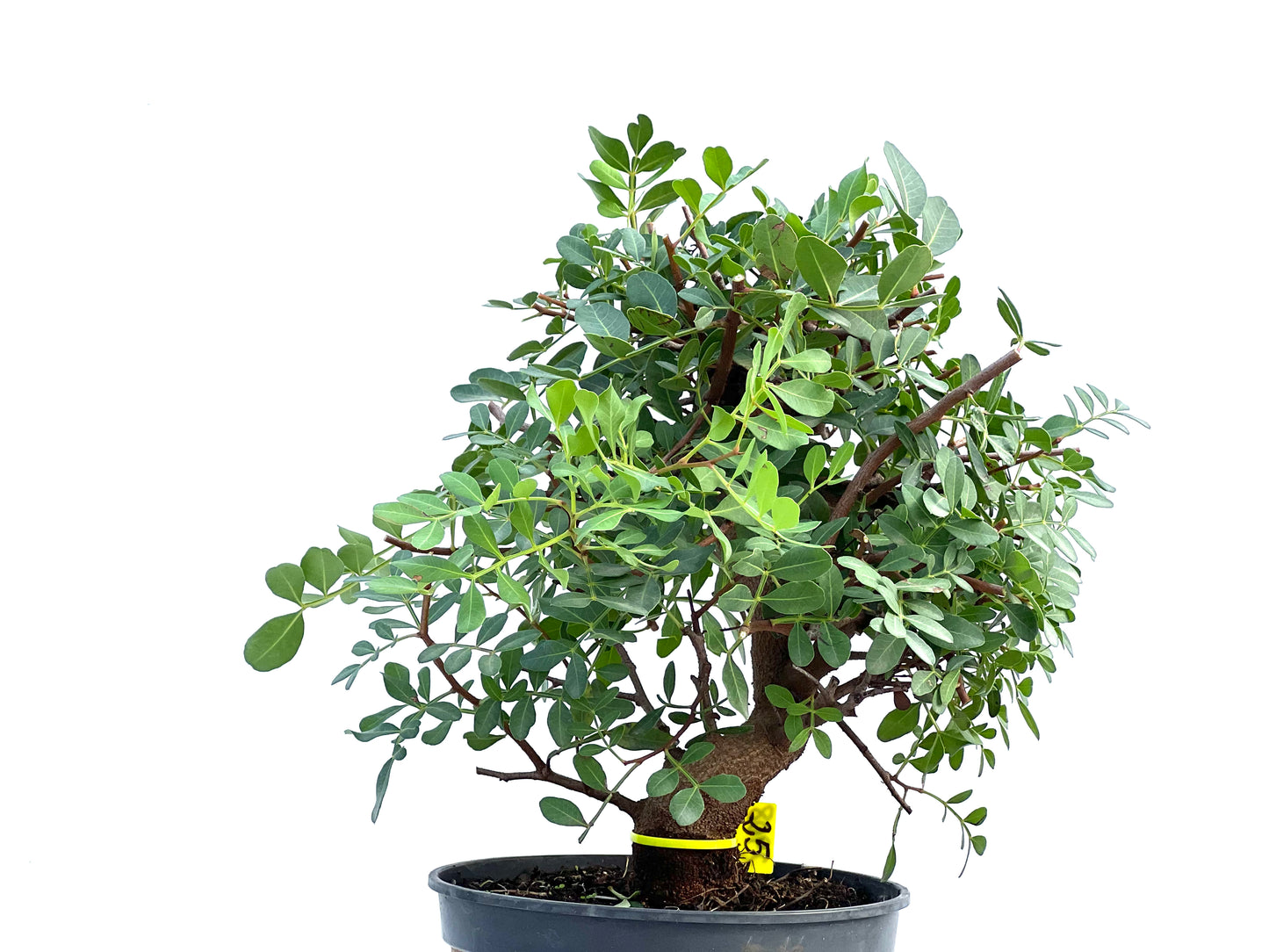 Pistacia Lentiscus 2908
