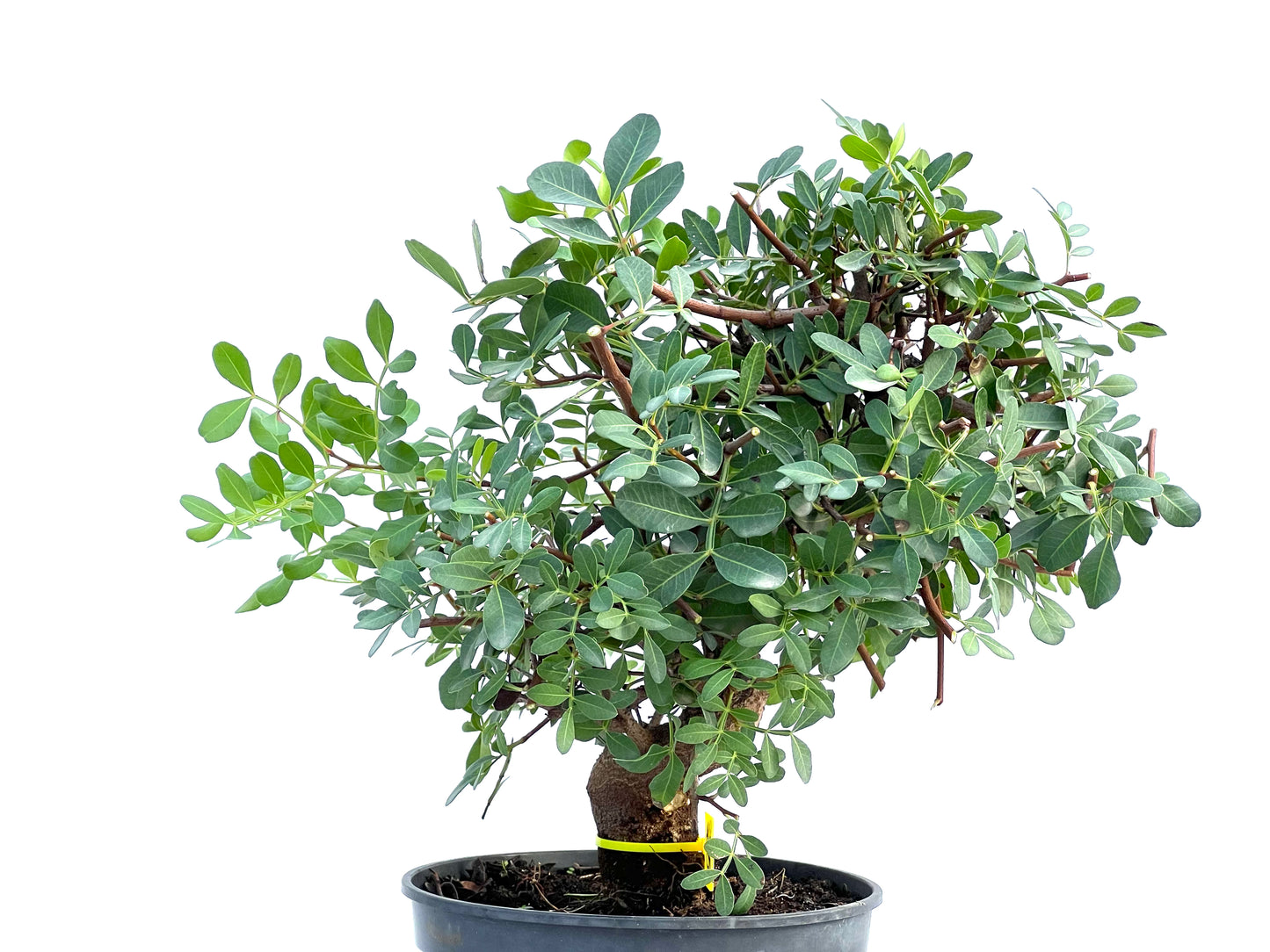 Pistacia Lentiscus 2908