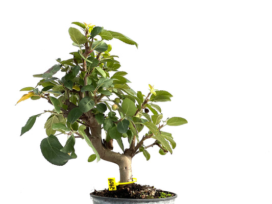 Malus Everest 2909