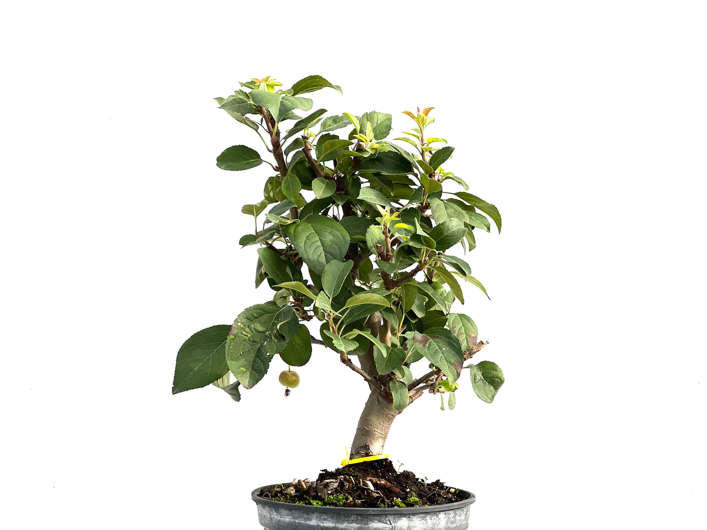 Malus Everest 2909