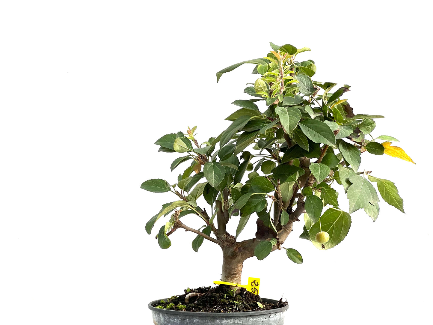 Malus Everest 2909