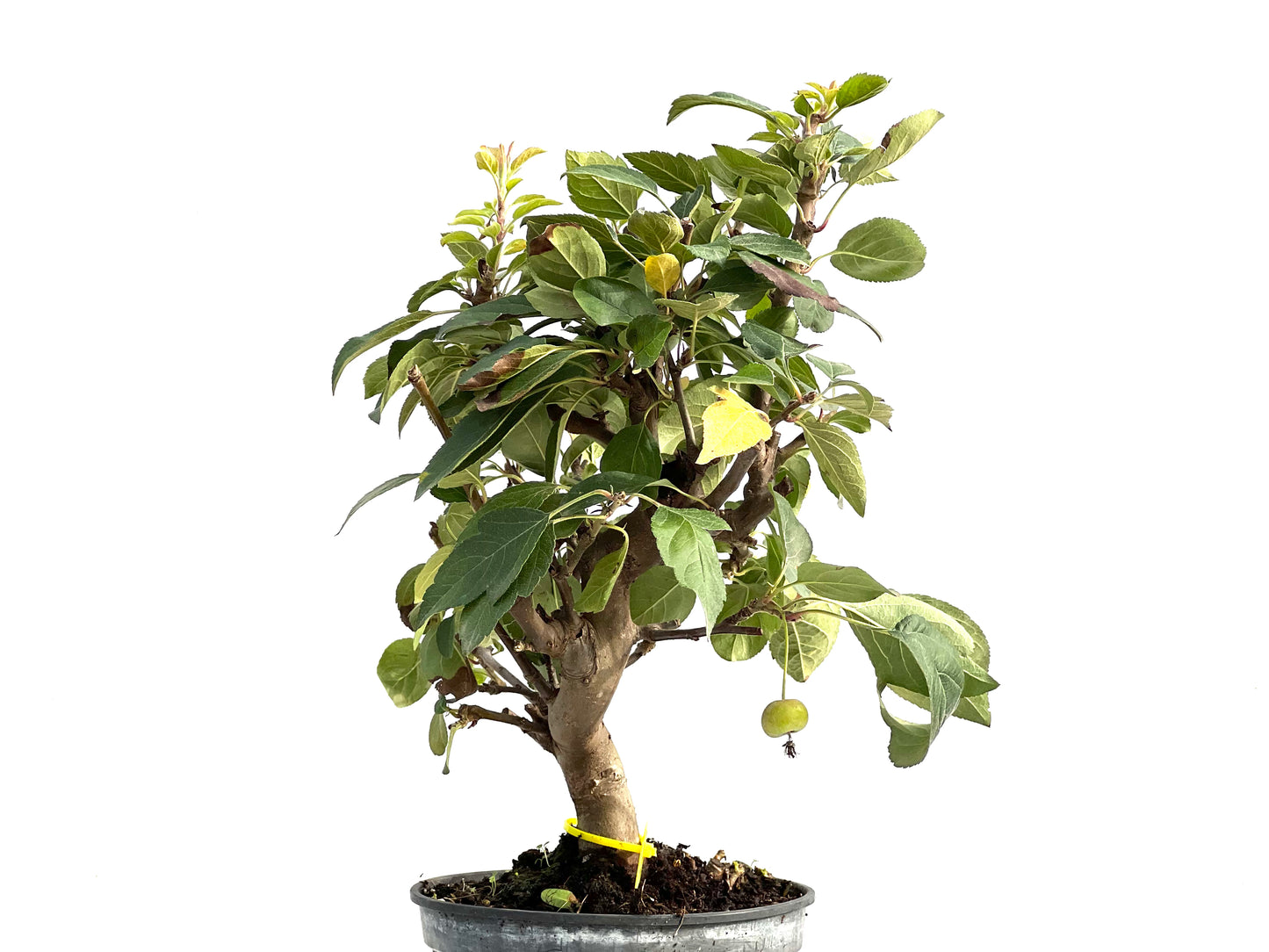Malus Everest 2909