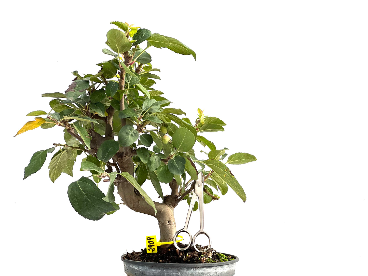 Malus Everest 2909