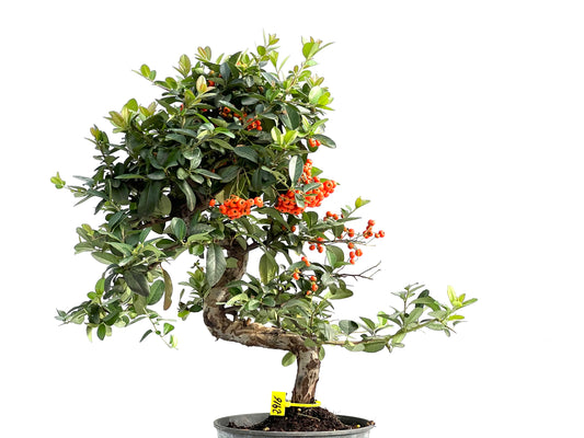 Pyracantha Coccinea 2916