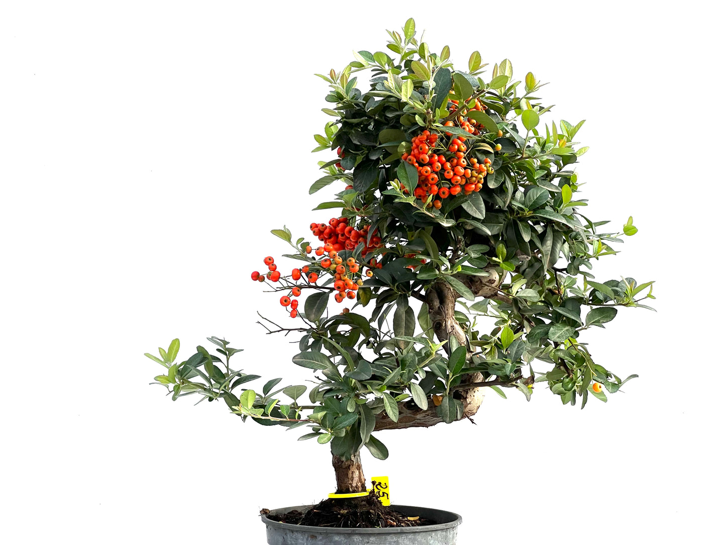 Pyracantha Coccinea 2916