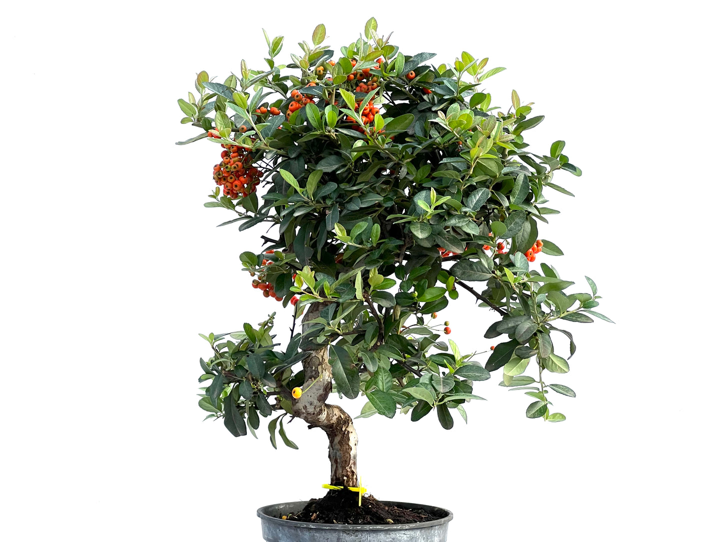 Pyracantha Coccinea 2916