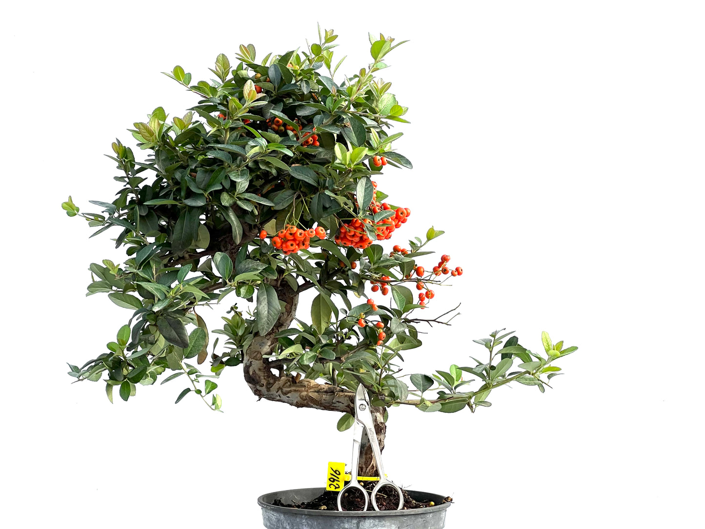 Pyracantha Coccinea 2916