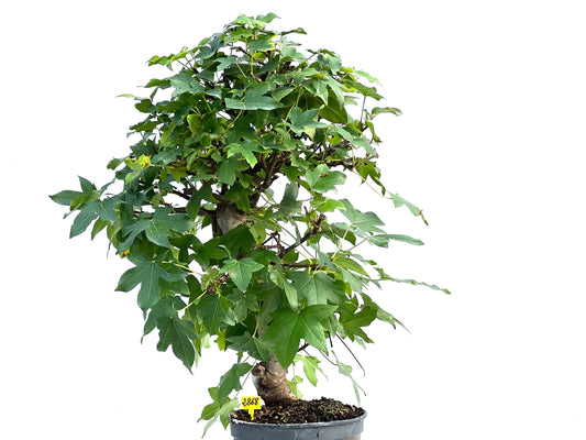 Liquidambar Formosana 2868