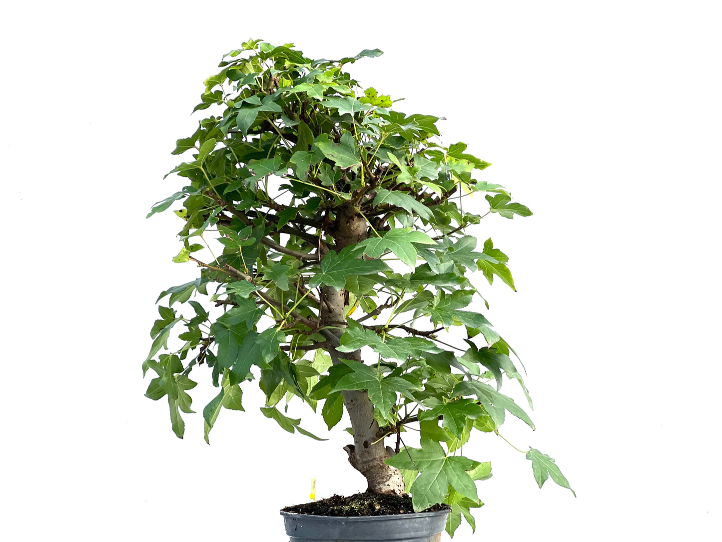 Liquidambar Formosana 2868