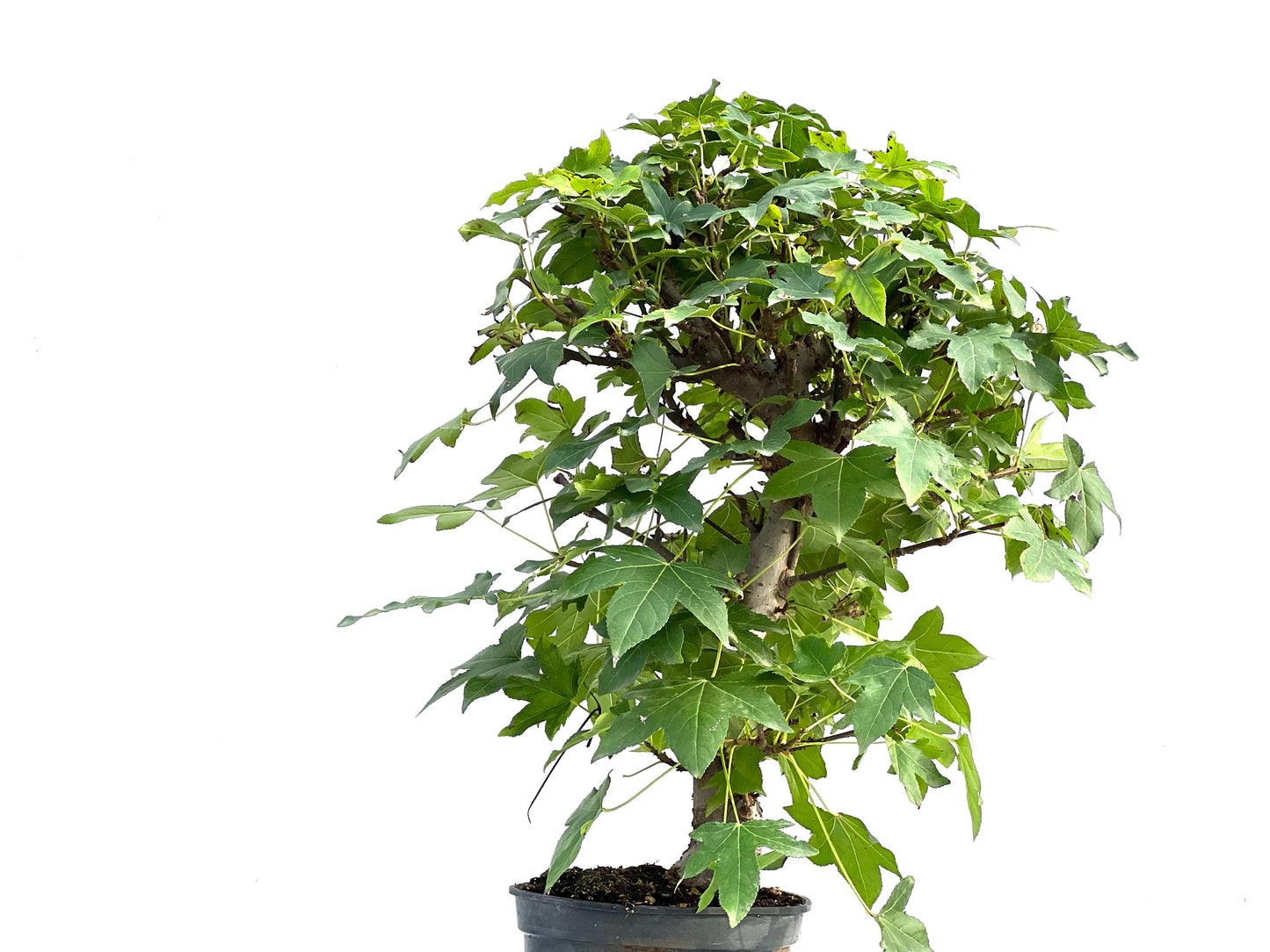 Liquidambar Formosana 2868