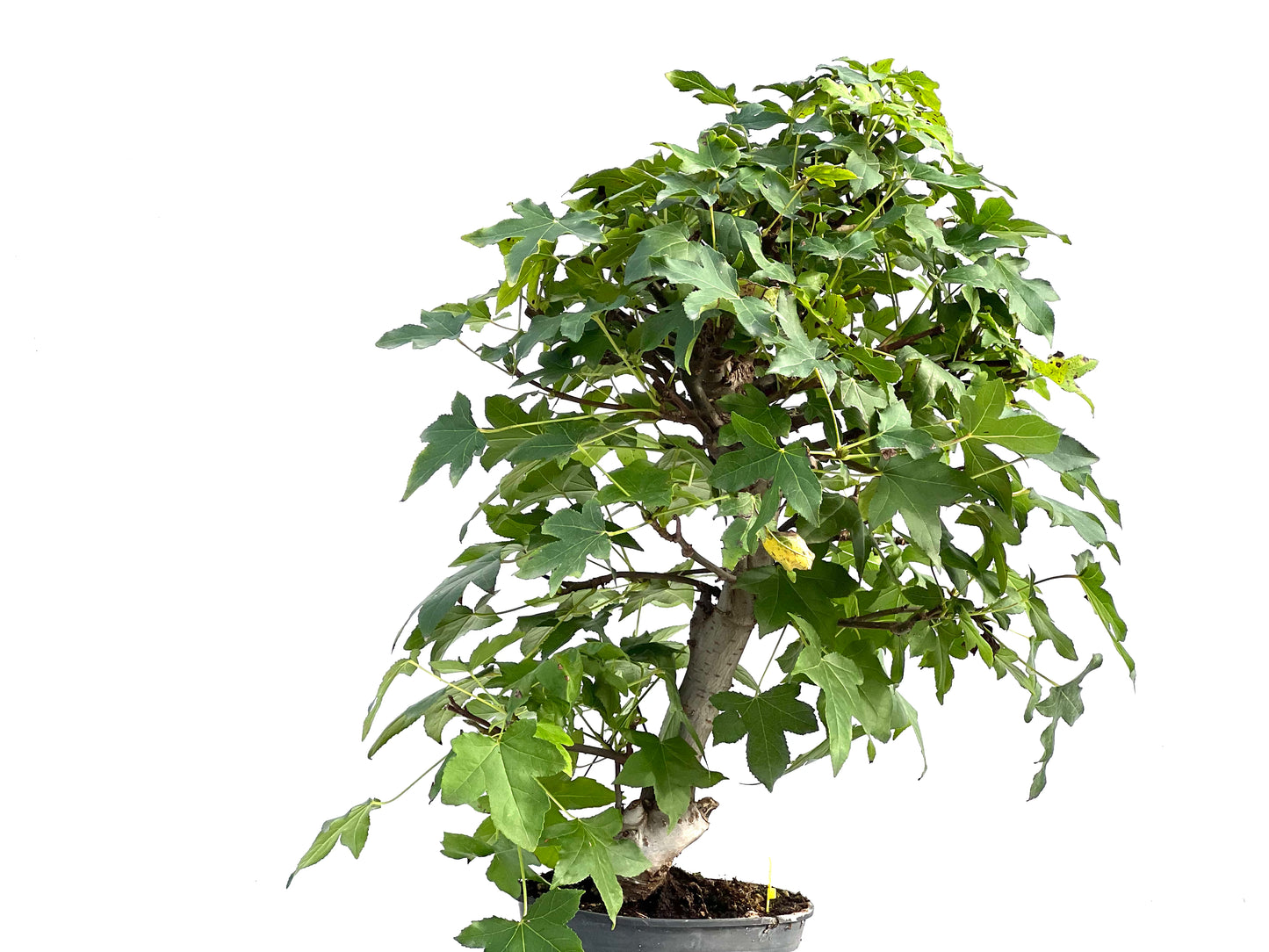 Liquidambar Formosana 2868
