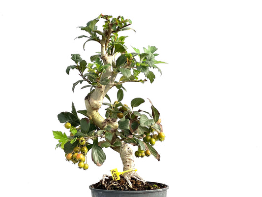 Crataegus 2867
