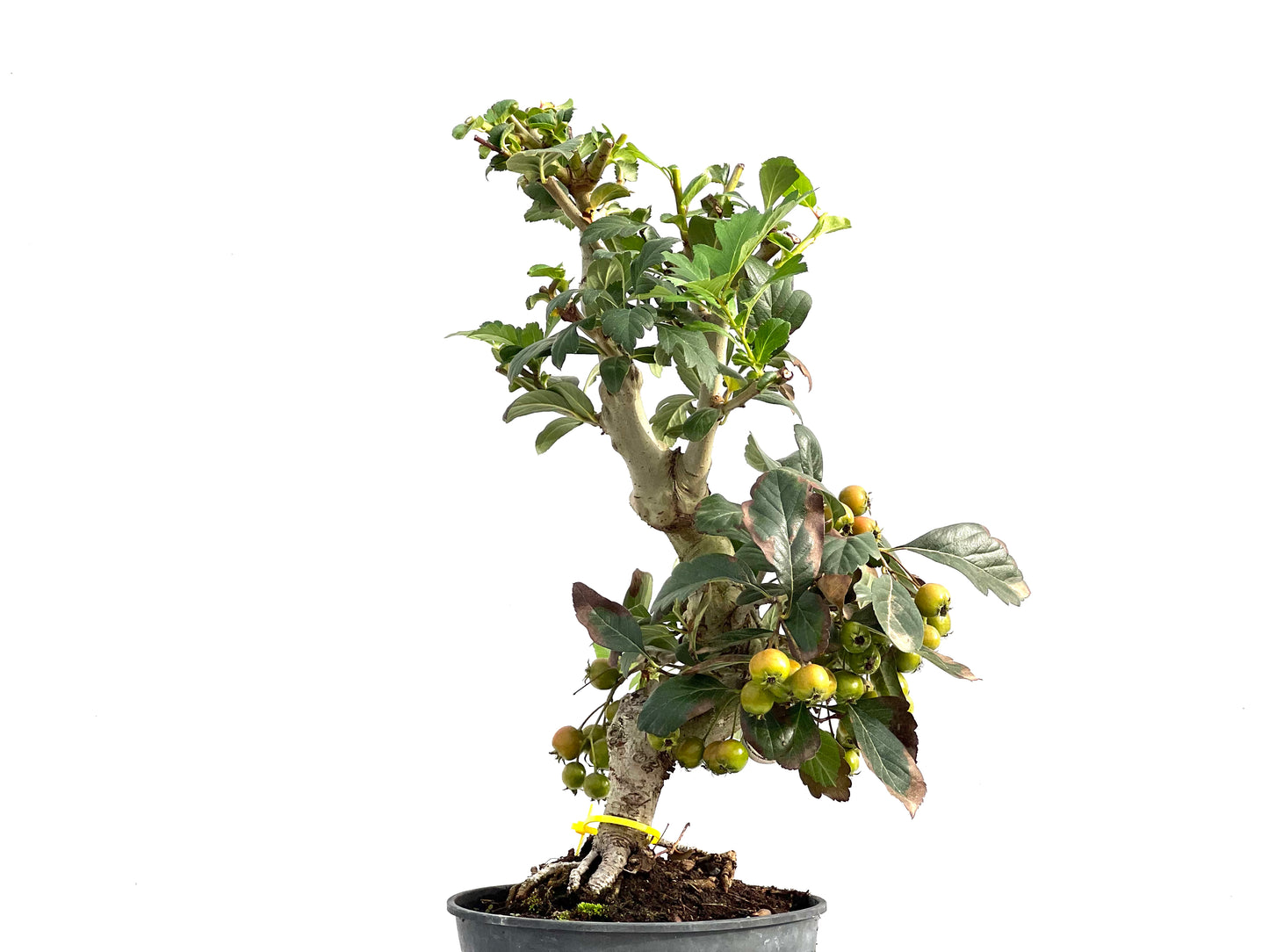 Crataegus 2867