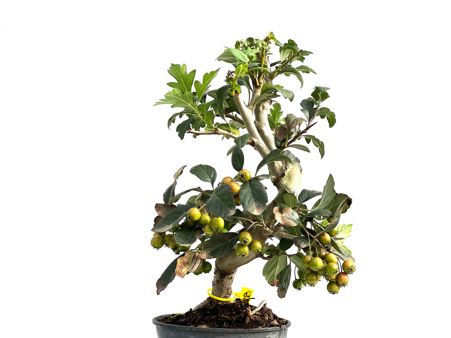 Crataegus 2867