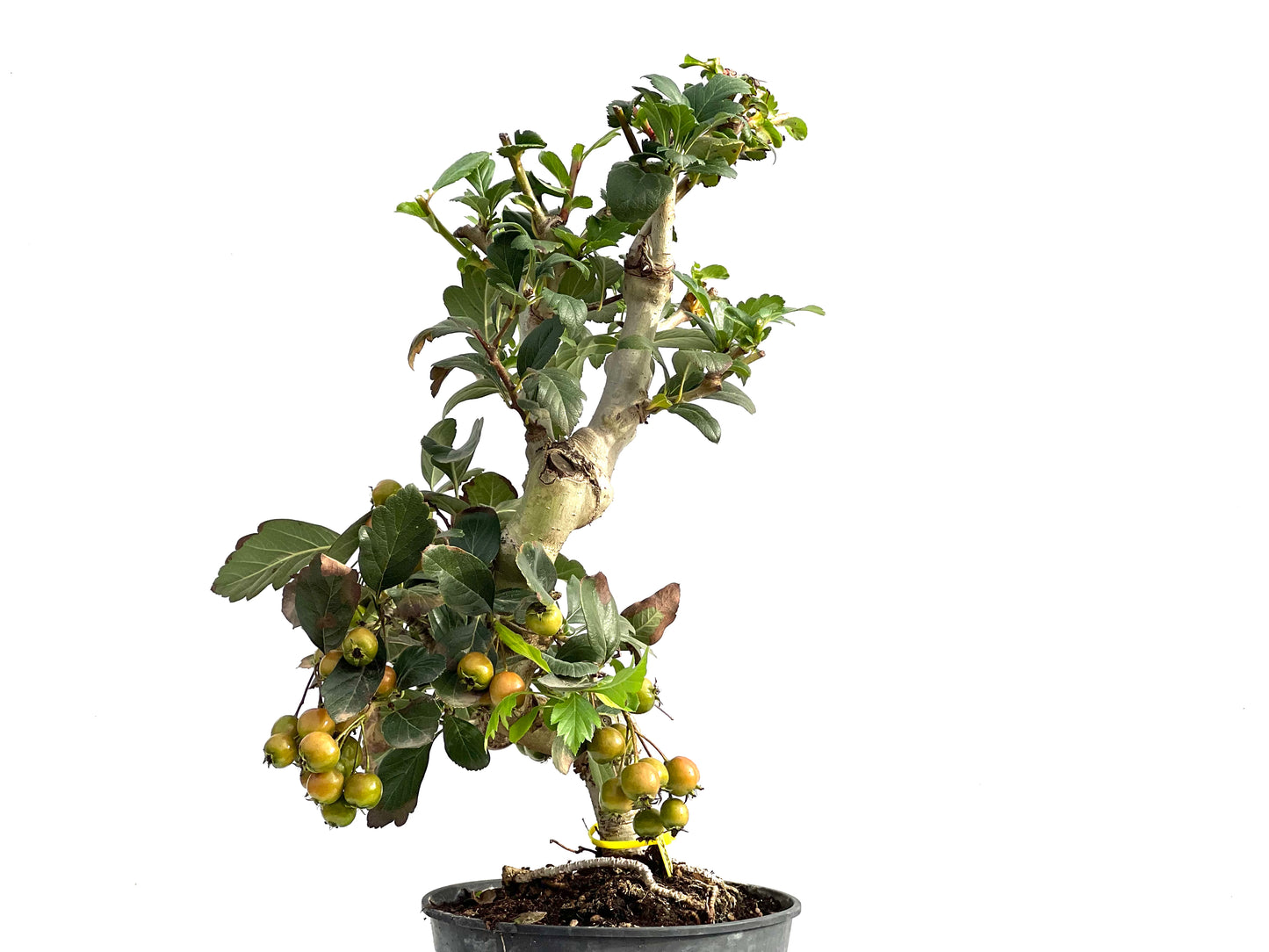 Crataegus 2867